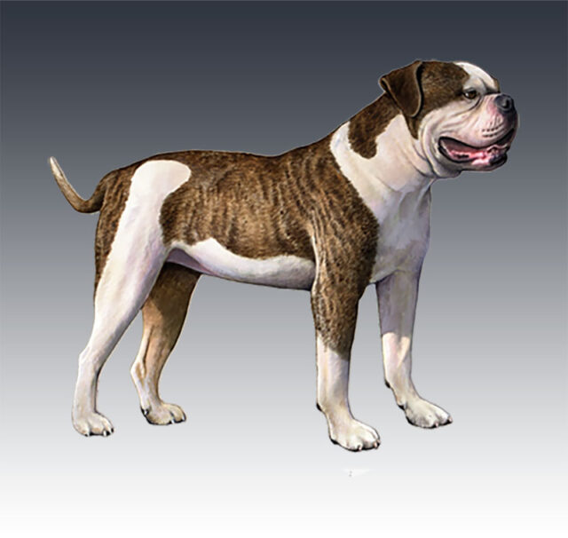 amerikaanse bulldog1