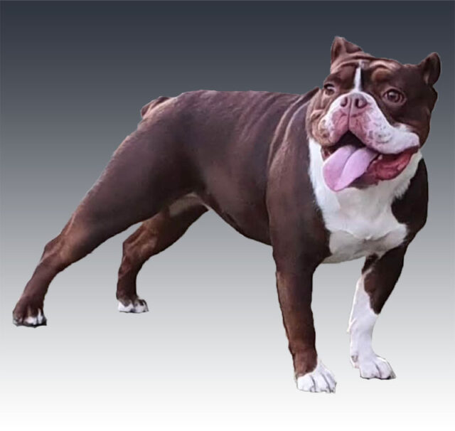 new english bulldog1