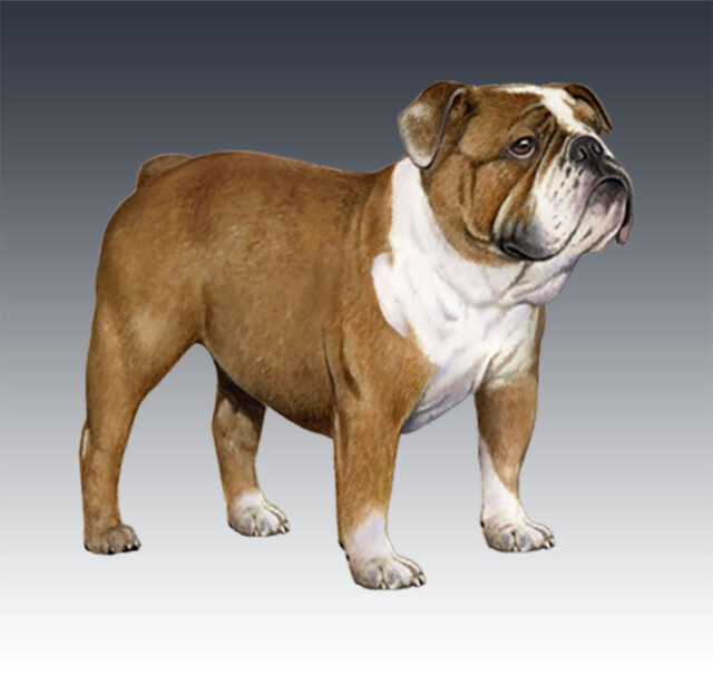 engelse bulldog