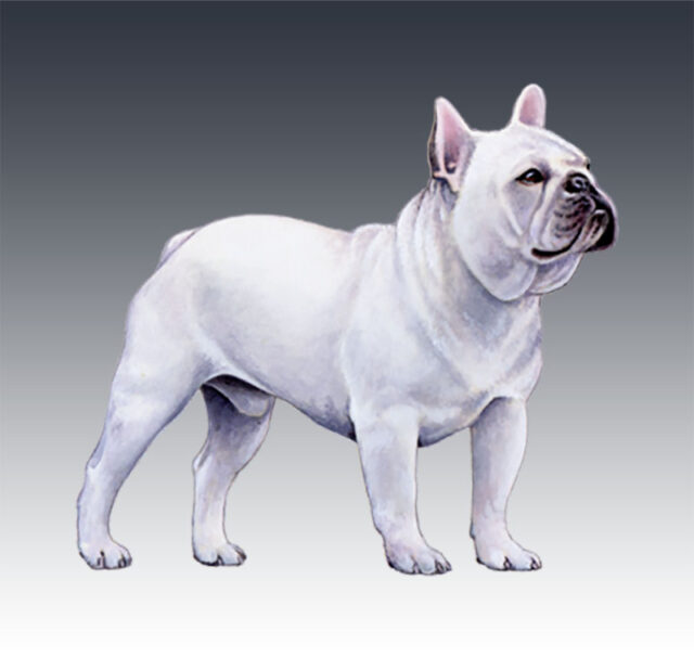 franse bulldog